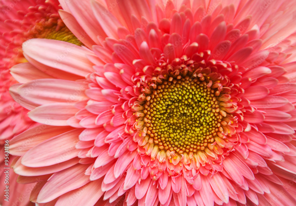 Fototapeta premium gerbera texture background