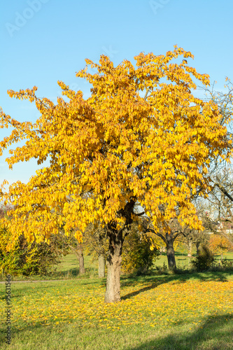 Kirschbaum im Herbst 7