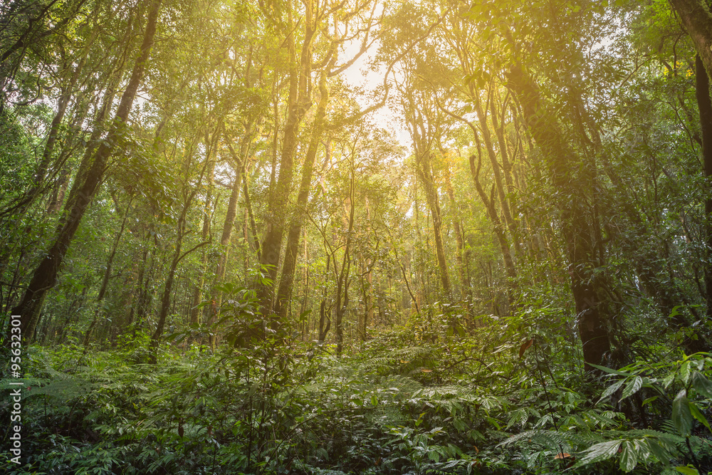 Sunlight in tropical rain forest Sunlight in tropical rain forest