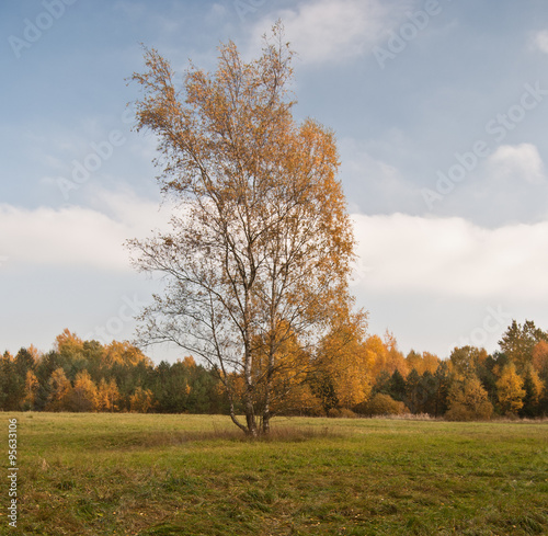 isolated colorful birch tree on meadow, colorful autumn forest on the background and blue sky with clouds