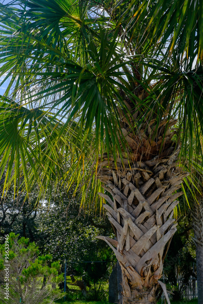 Fototapeta premium Palm Coconut Tree Bark