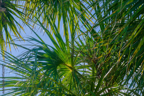 Fototapeta Naklejka Na Ścianę i Meble -  Palm Frond Details against a perfect Florida Sky