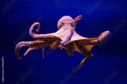 Obraz Ośmiornica pospolita (Octopus vulgaris)