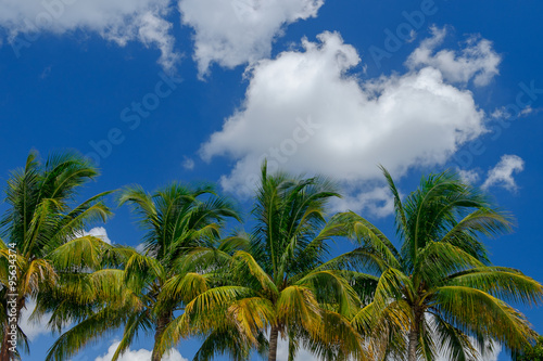 Tropical Palm and coconut trees against beautiful blue sky in th