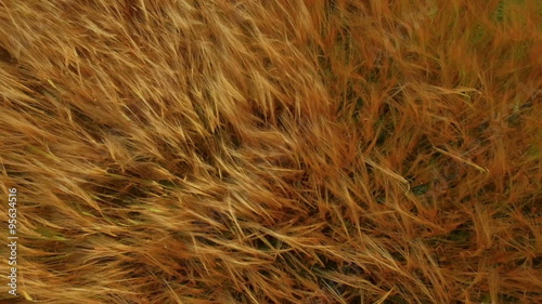 Drone footage of golden fields blowing in the wind 