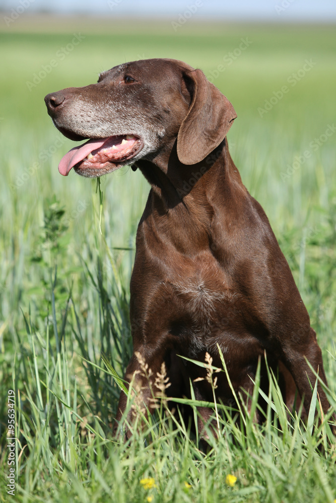 Beautiful bitch of German Shorthaired Pointer