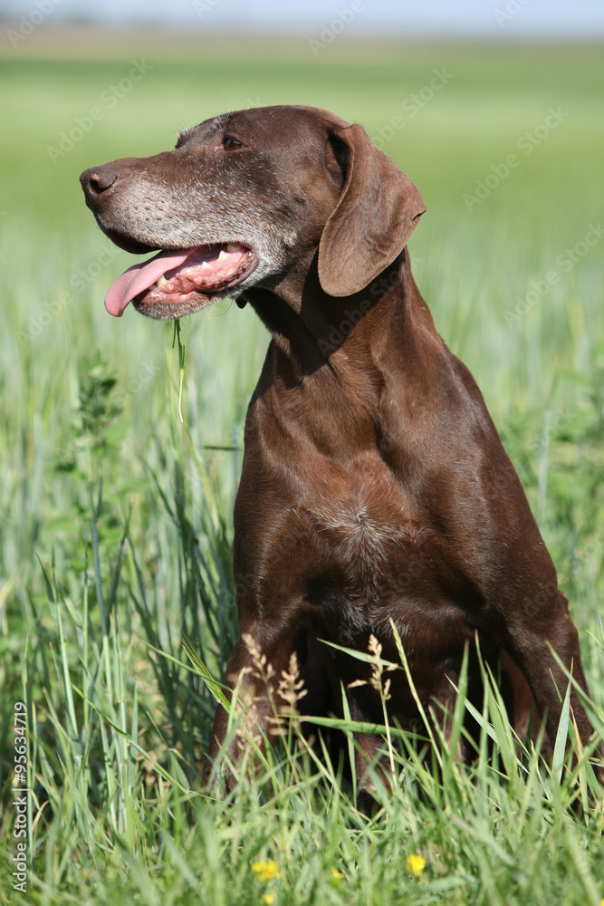 Beautiful bitch of German Shorthaired Pointer Beautiful bitch of German Shorthaired Pointer