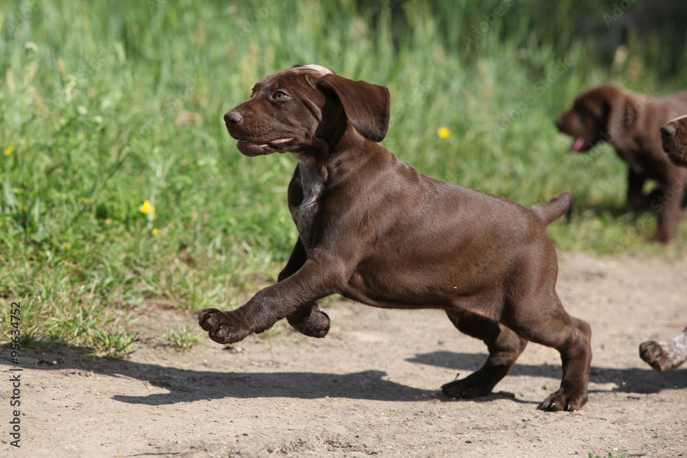 Puppy of German Shorthaired Pointer running