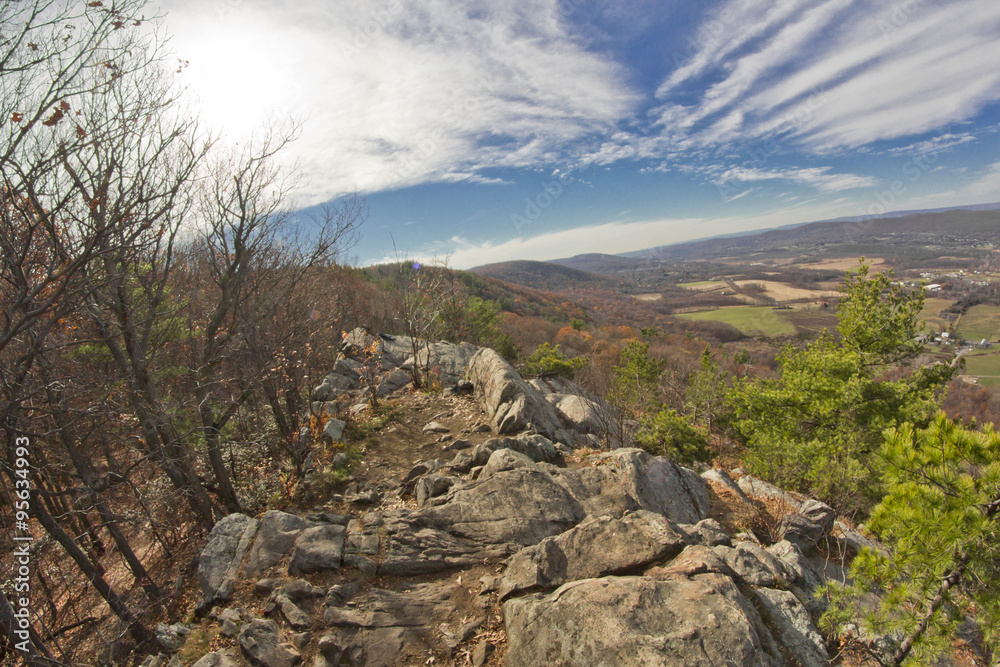 Appalachian Mountain Pine