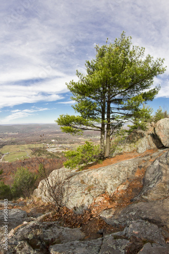 Appalachian Mountain Pine