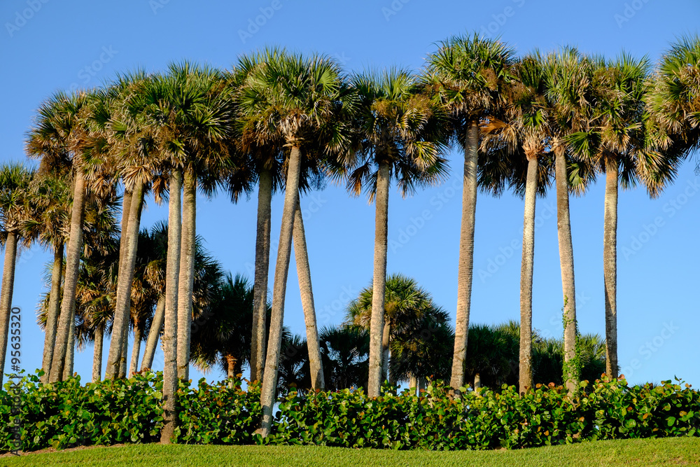 Obraz premium A grove of Floridian palm trees