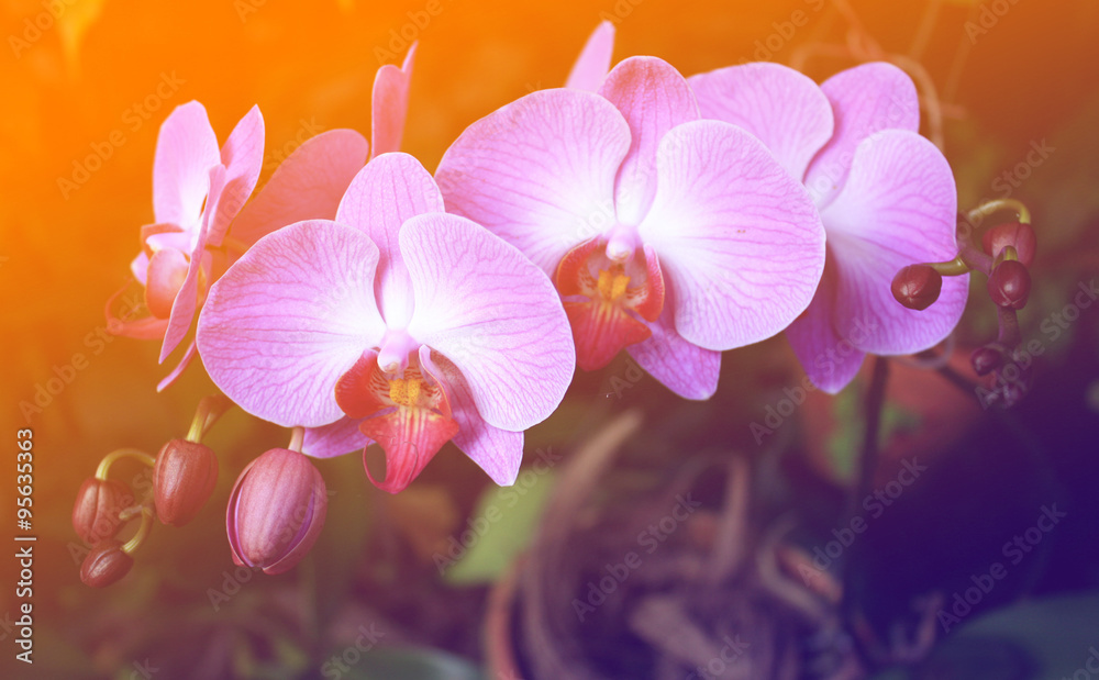 Beautiful purple orchid - phalaenopsis Beautiful purple orchid - phalaenopsis