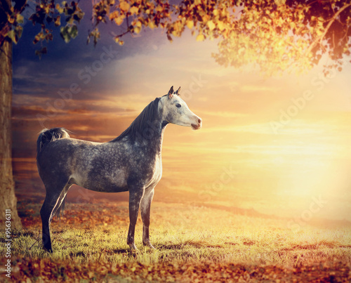 Purebred Arabian stallion horse on beautiful nature background with tree, pasture and sunset