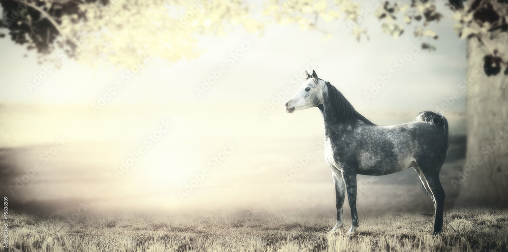 Young gray arabian  stallion horse is on background of fields, pastures and big tree with foliage. Pastel toned. Banner
