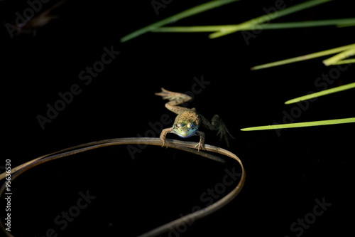 Obraz na plátně Frog portrait while looking at you on the black background