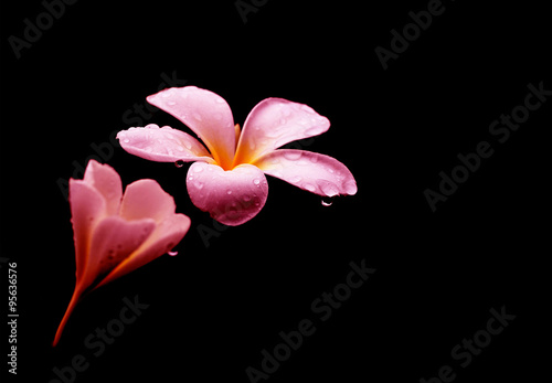 Glorious frangipani or plumeria flowers, with black background