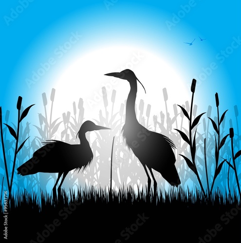 silhouette di aironi