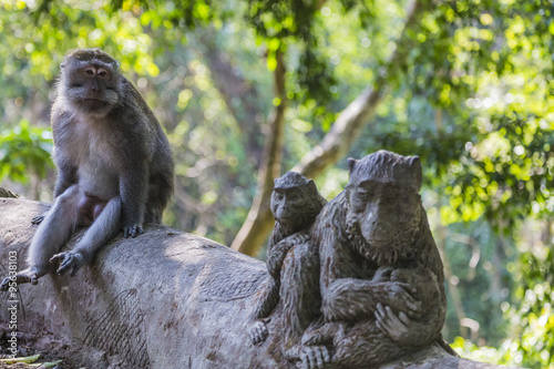 Long-tailed macaques (Macaca fascicularis) in Sacred Monkey Fore