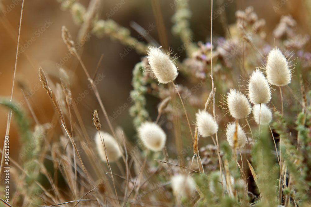 Obraz premium Hasenschwanzgras