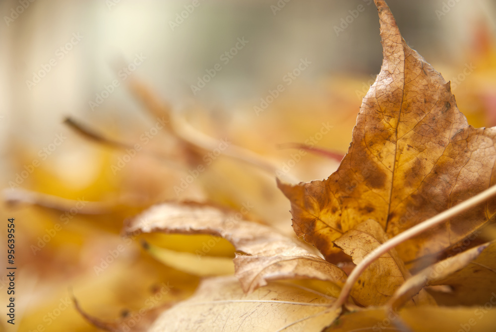 Colorful Blured Autumn Leaves Natural Background Colorful Blured Autumn Leaves Natural Background