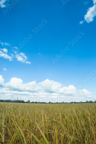 Landscape of rice field with blue sky