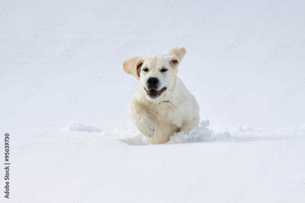 Labrador retriever puppy dog in the winter Labrador retriever puppy dog in the winter