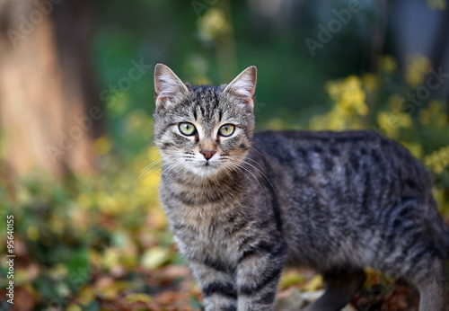 Wallpaper Mural Young male cat in a green garden with flowers Torontodigital.ca