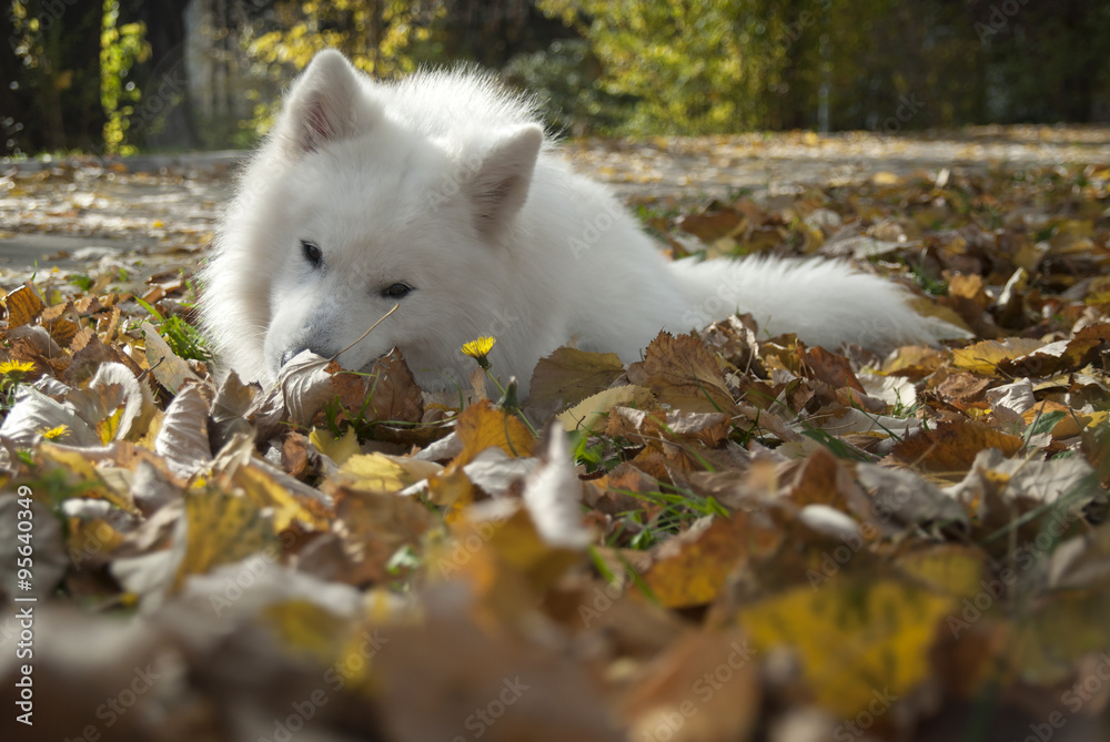 Puppy Samoyed lying and playing with branch