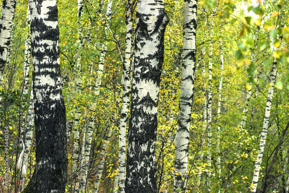 Obraz premium Autumn birch grove