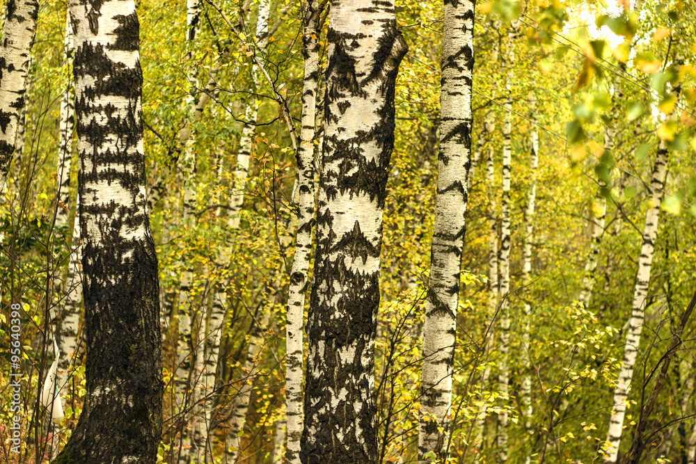 Obraz premium Autumn birch grove