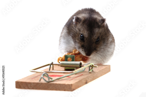 dzungarian mouse in the mousetrap