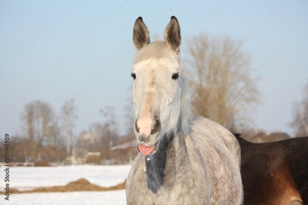 Fototapeta premium Portrait of white horse licking its lip