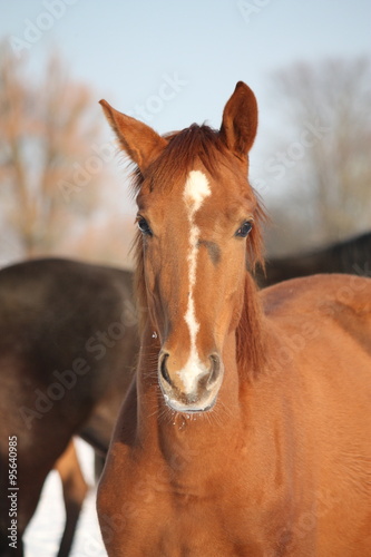 Portrait of chestnut young colt in winter