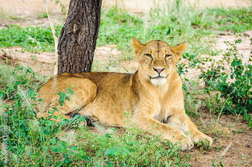 Happy lion in Tarangire Park, Tanzania