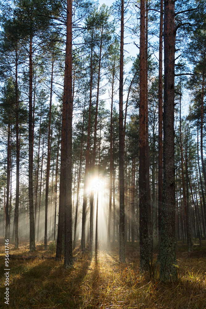 Obraz premium Sunlight in forest.