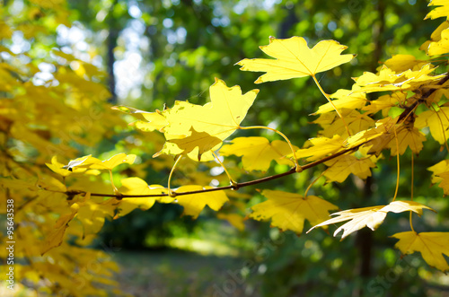 Blurred maple branch with yellow leaves in the foreground