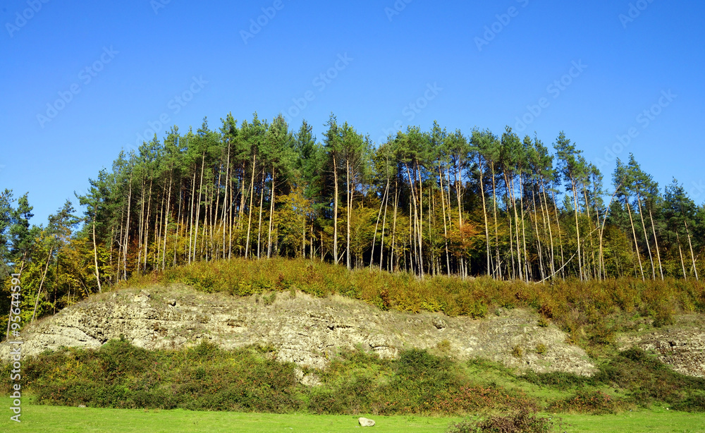 autumn forest autumn forest