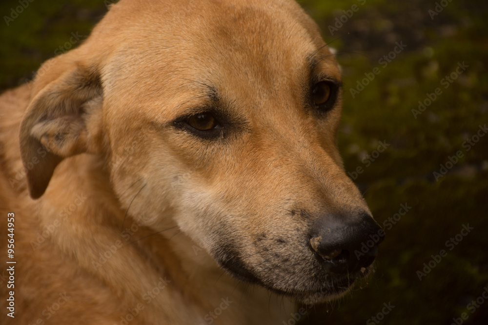 Cachorro vira-lata amarelo foto de Stock | Adobe Stock