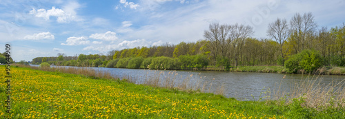 Wild flowers along the shore of a canal in spring