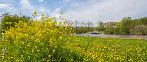 Wild flowers along the shore of a canal in spring