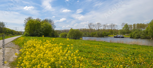 Wild flowers along the shore of a canal in spring