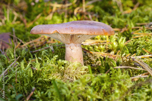 mushroom Lactarius helvus
