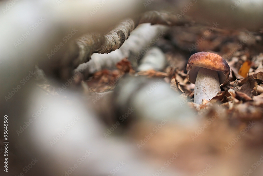 Obraz premium Penny bun fungus (Boletus edulis) growing in the forest