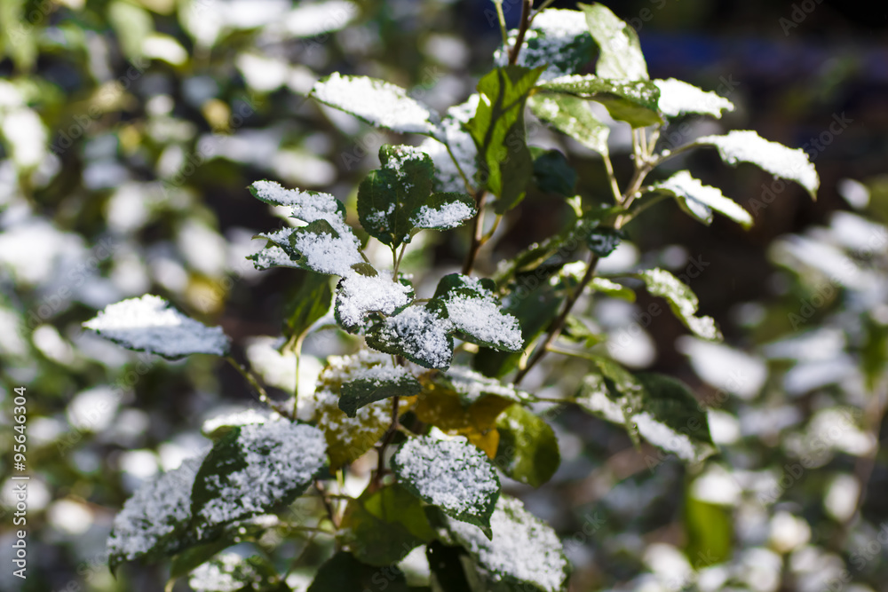 The First Snow Fell On The Leaves Of Apple Trees Stock Photo 