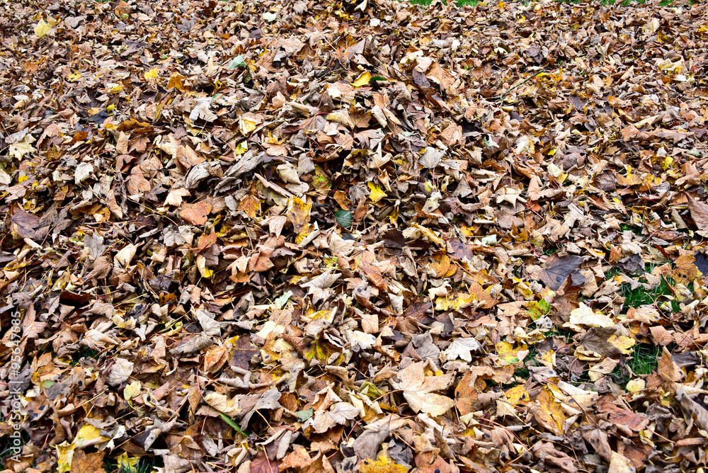 Autumn Leaf background