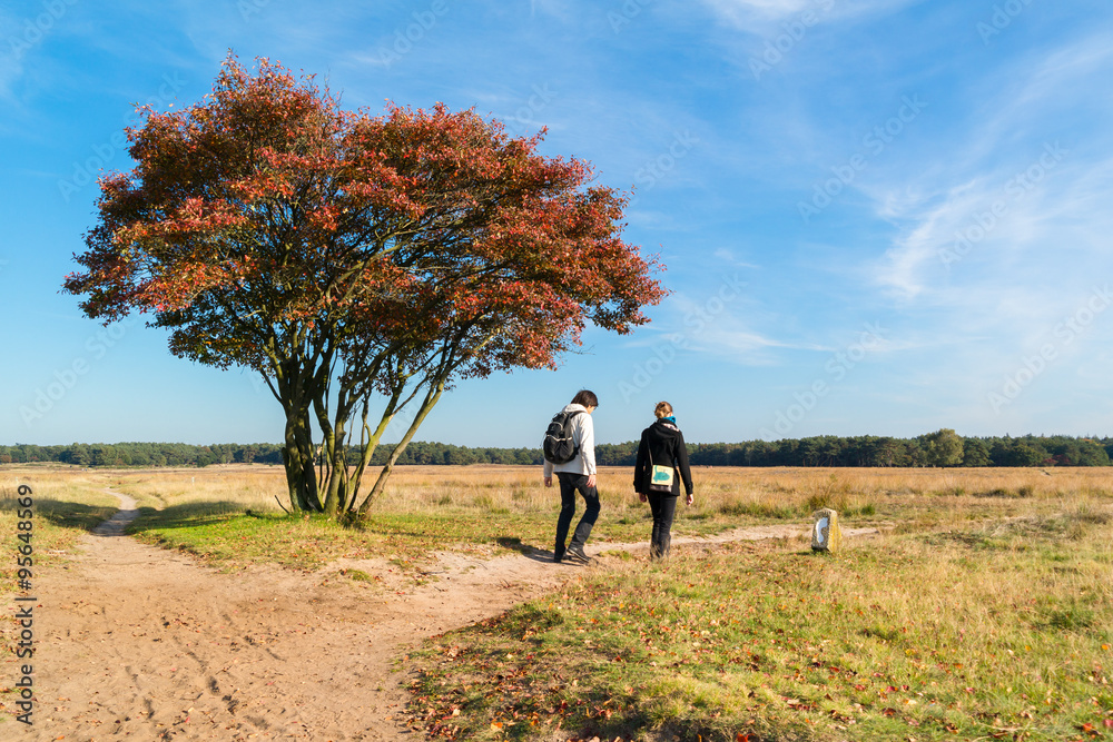 People walking on footpath over heathland in autumn, Netherlands