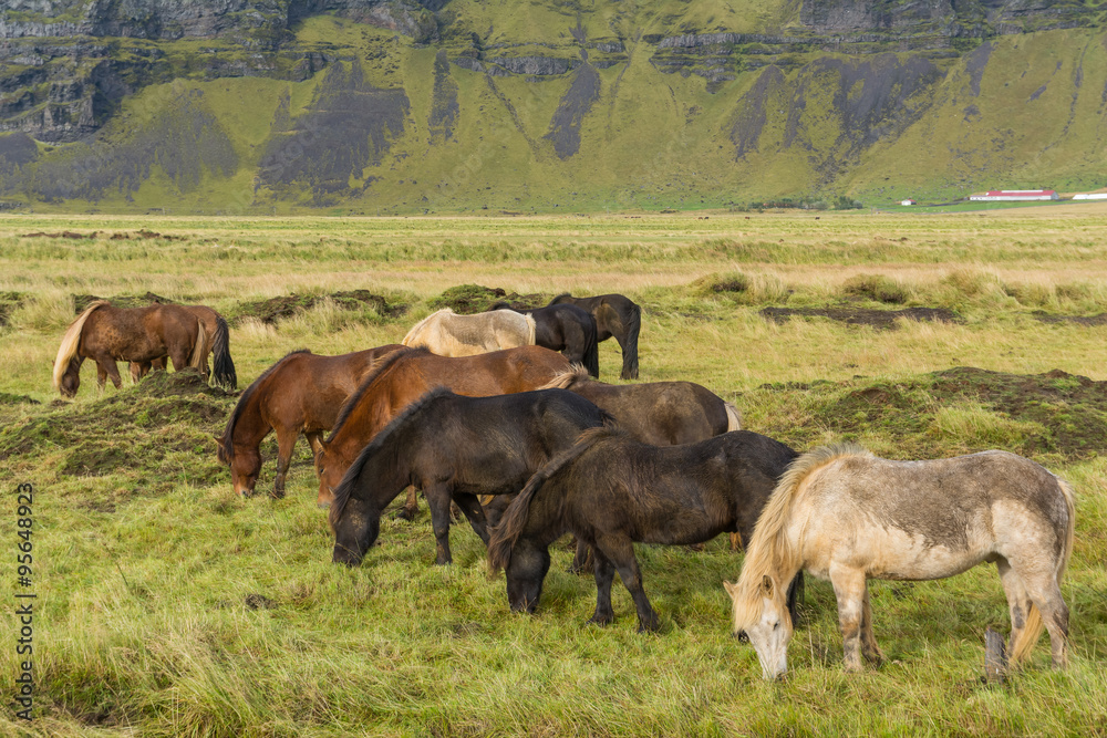 Fototapeta premium Icelandic horses grazing on the grass