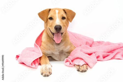  dog after the bath with a pink towel isolated on white backgrou