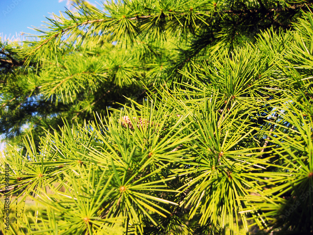 Pinos foto de Stock Adobe Stock