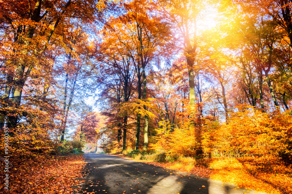 Fototapeta premium Autumn landscape with country road